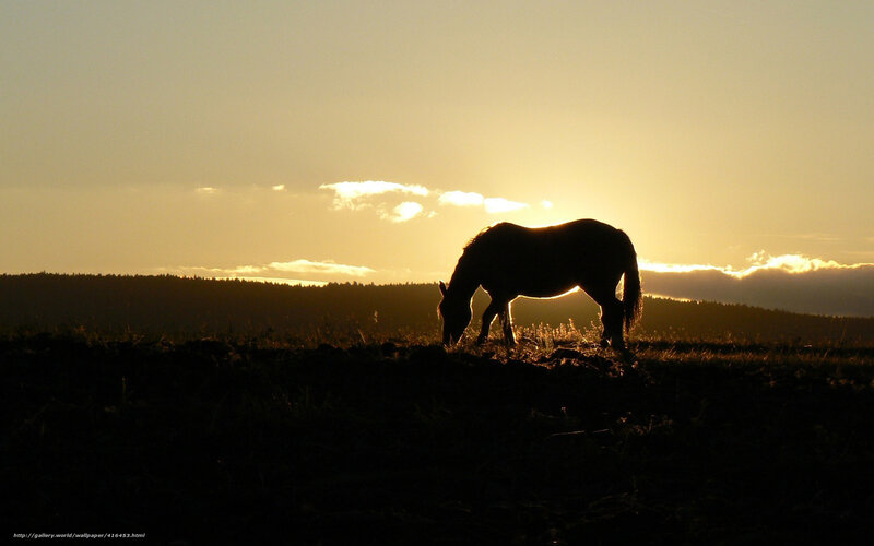 Horse Grazing at Sunset — Gold