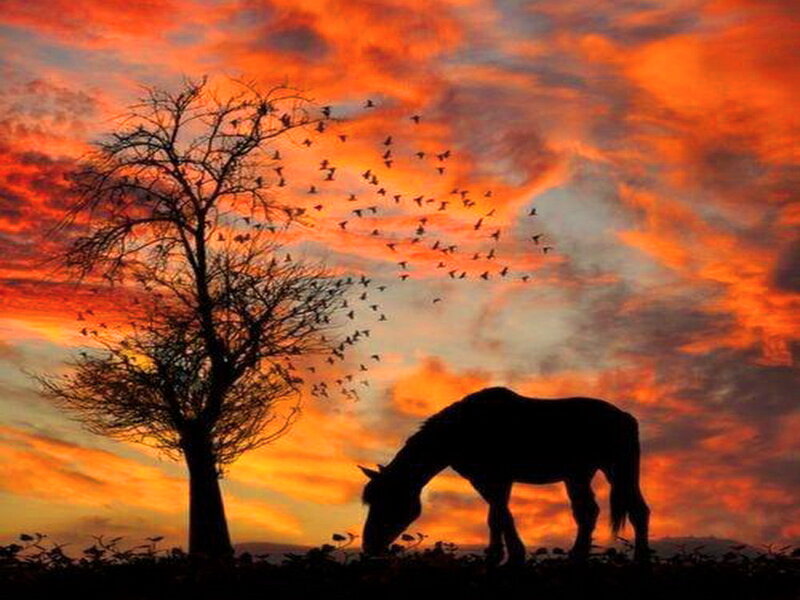 Horse Grazing at Sunset — Orange, Dramatic
