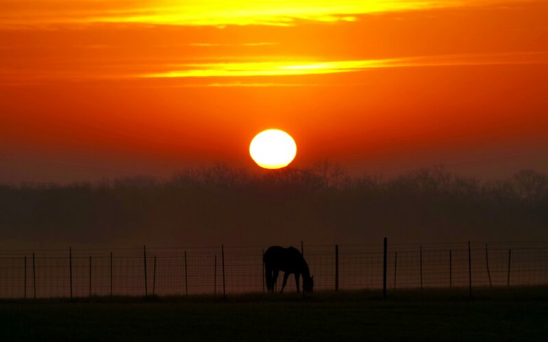 Horse Grazing at Sunset — Orange
