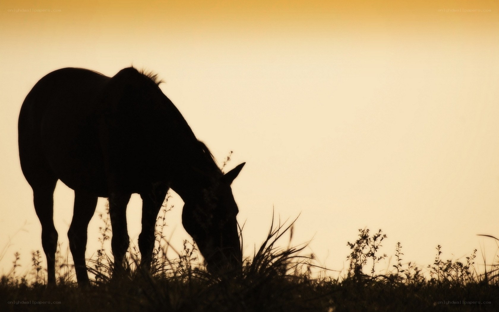 horse grazing at sunset