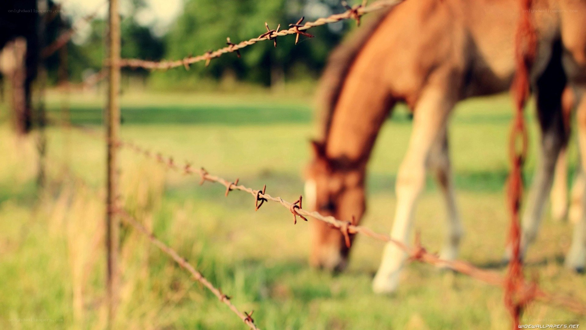 Horse grazing behind barbed wire