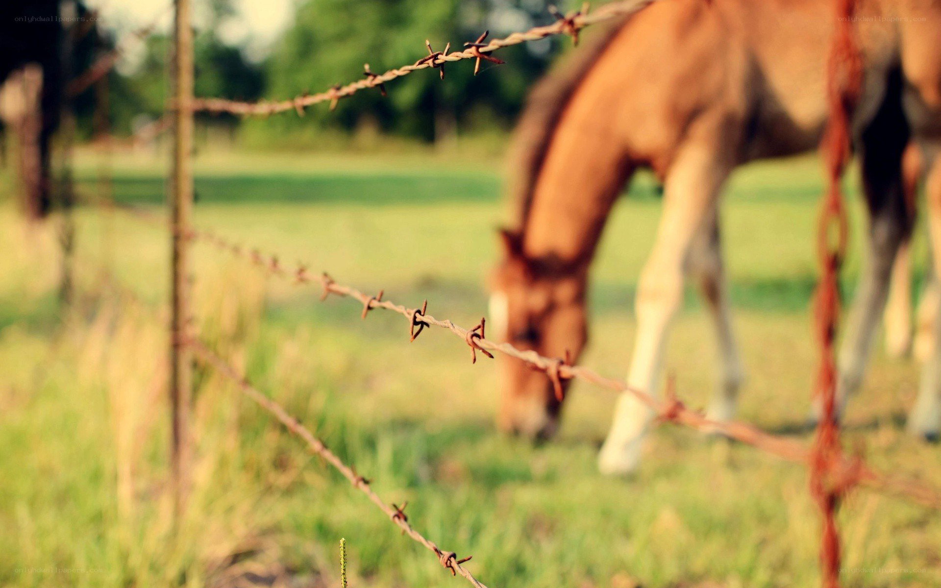 horse grazing behind barbed wire