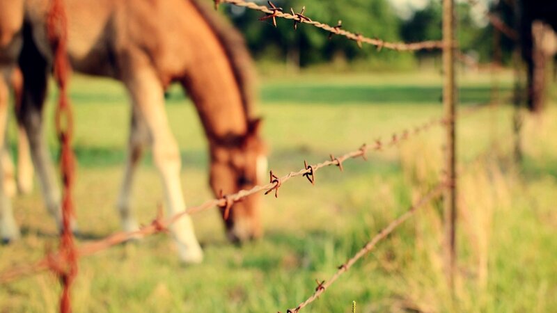 horse grazing behind barbed wire
