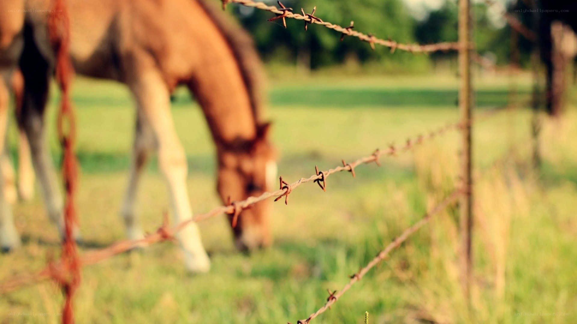 horse grazing behind barbed wire