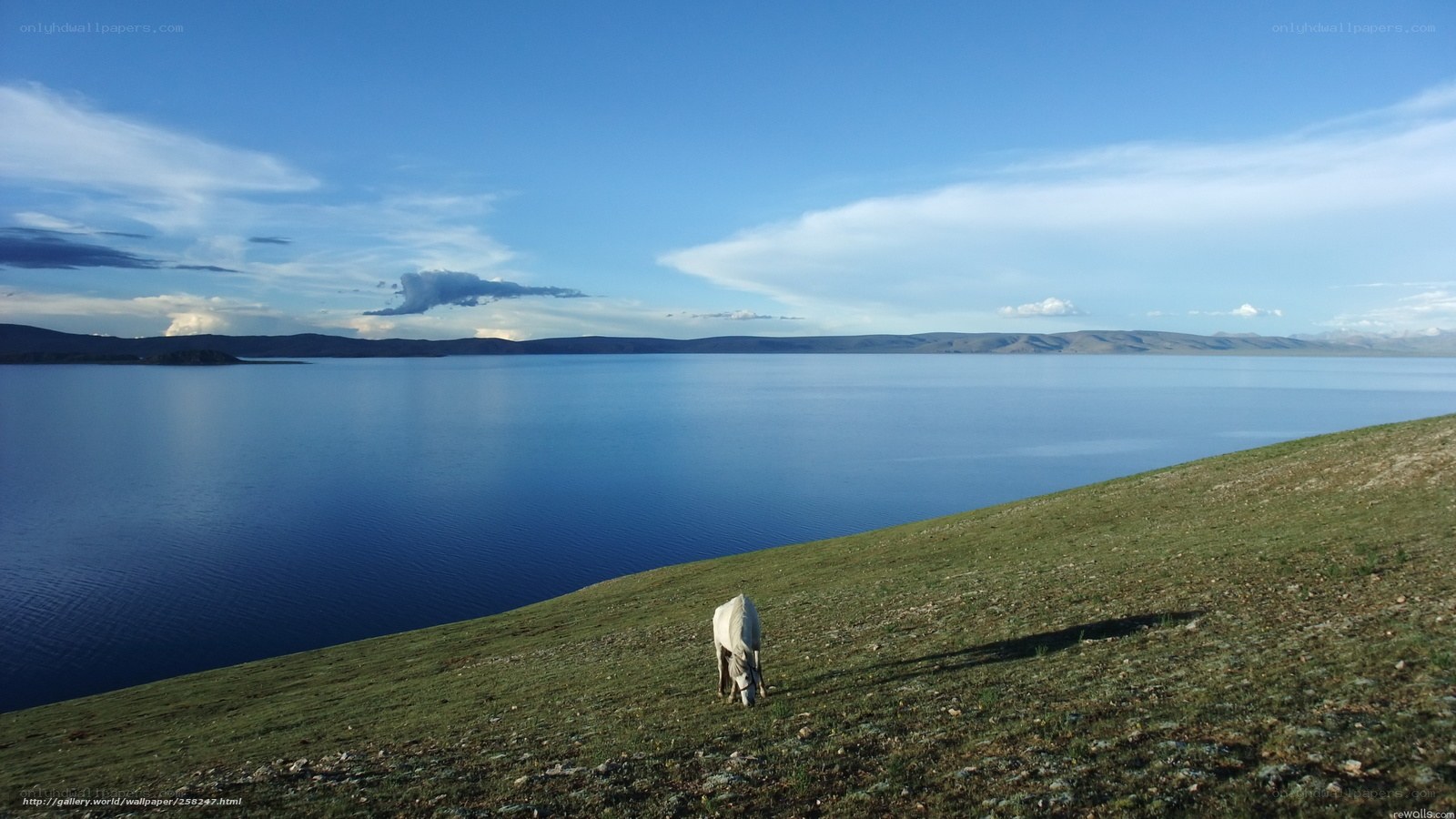 Horse grazing by a lake