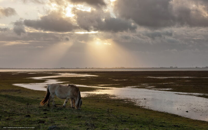 horse grazing by the water