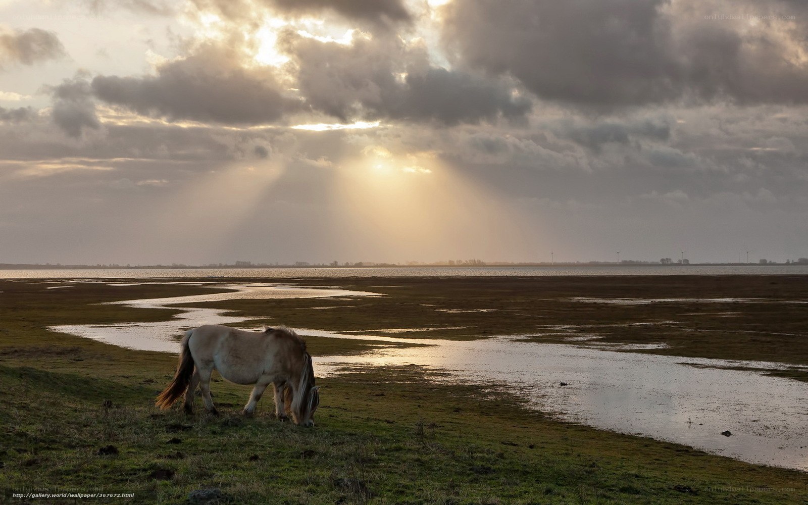 horse grazing by the water