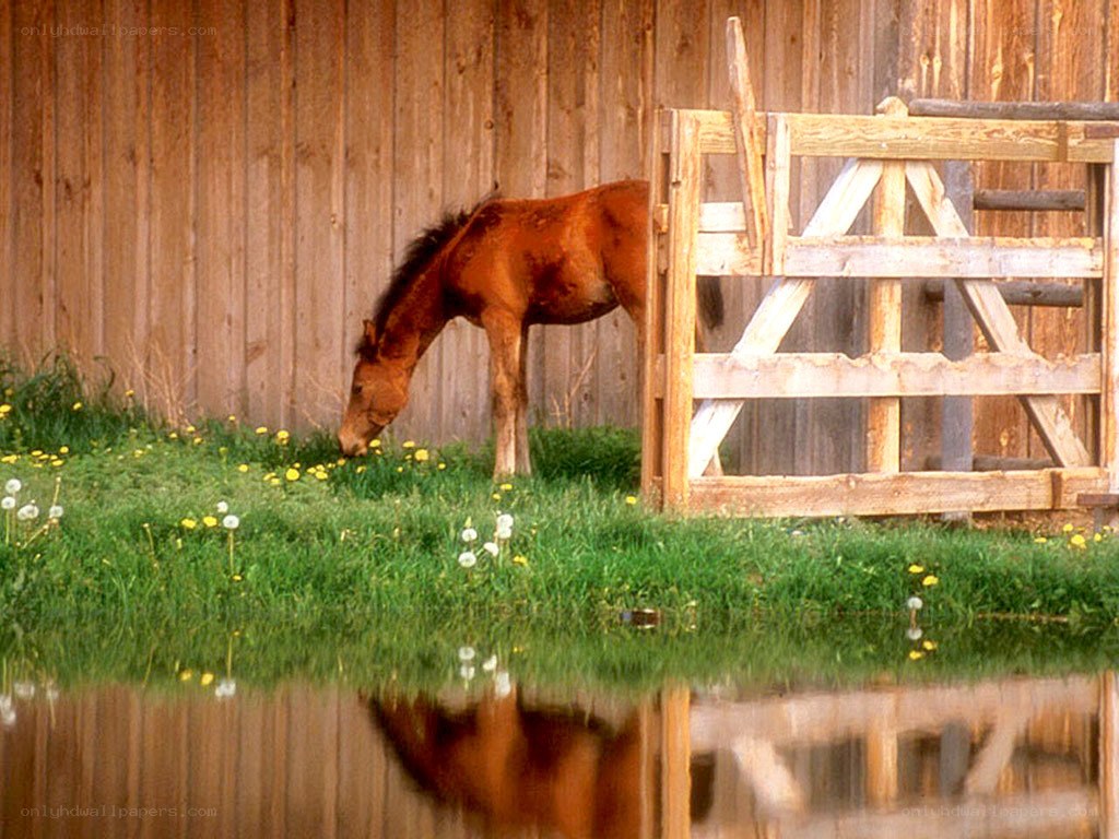 Horse grazing by water