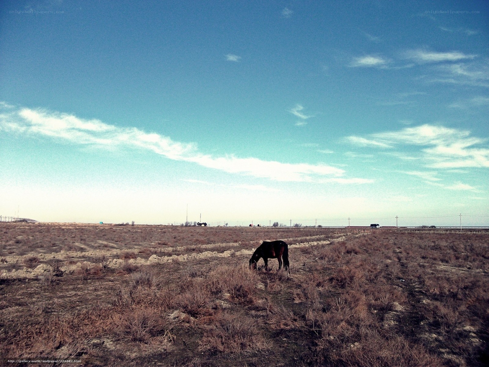 Horse grazing in a dry field