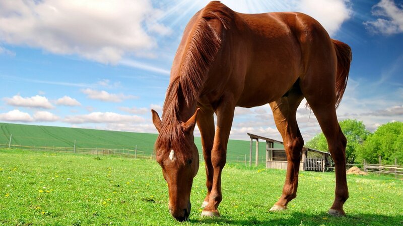 horse grazing in a field