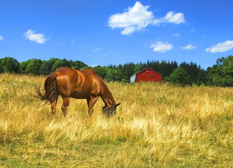 Horse grazing in a field