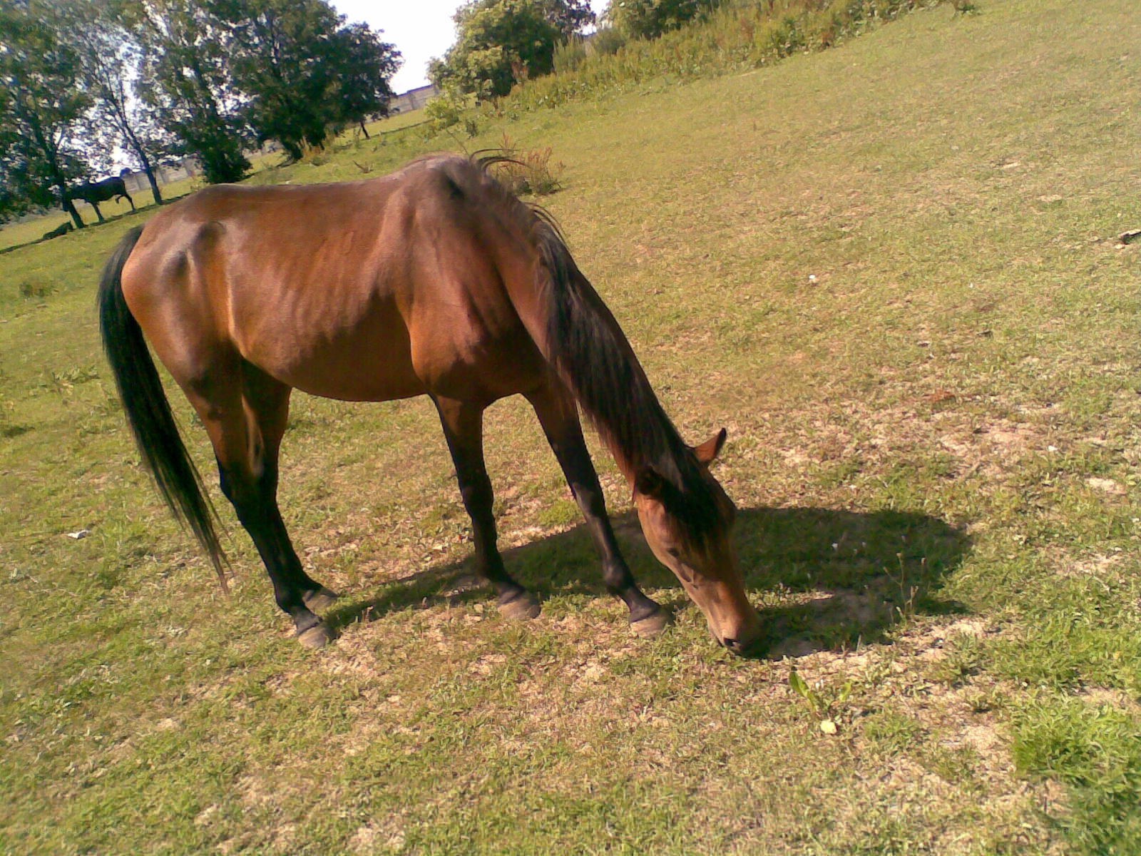 horse grazing in a field