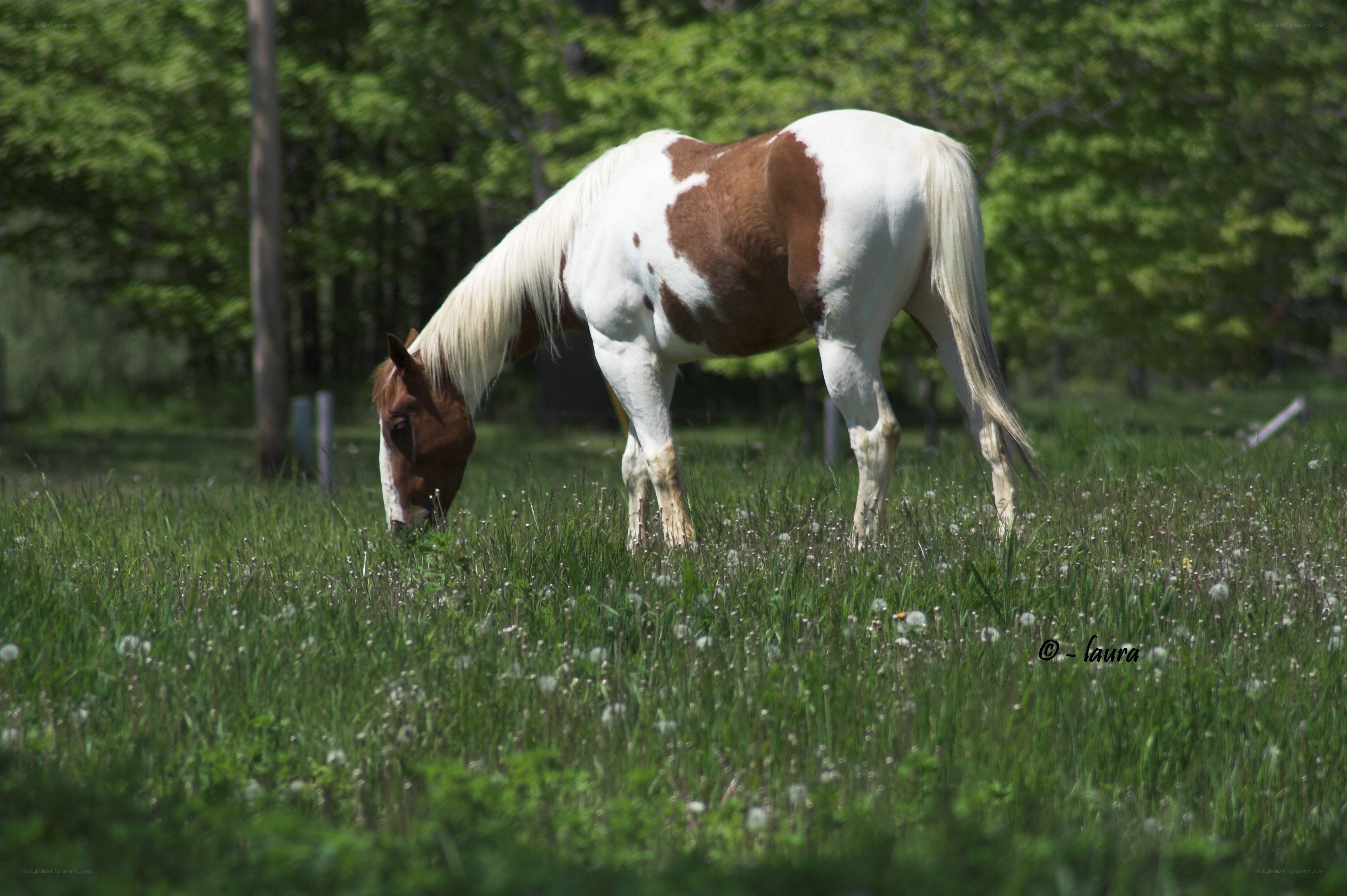 horse grazing in a field