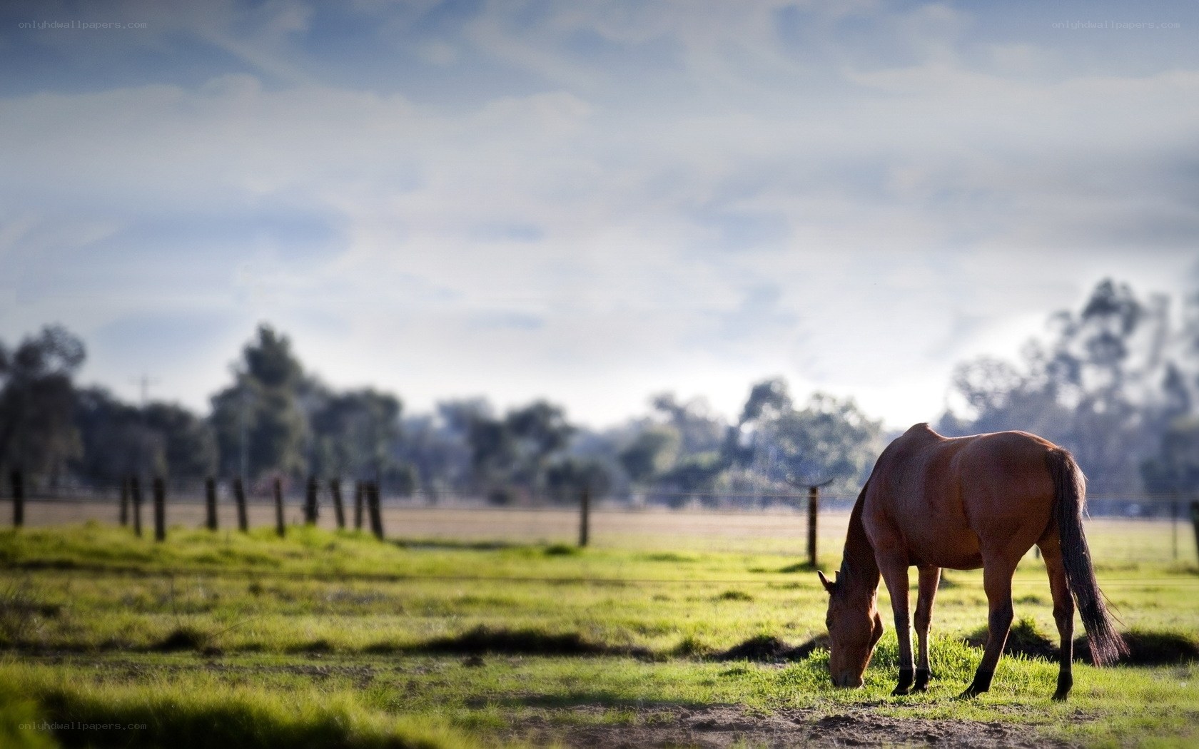 Horse grazing in a field