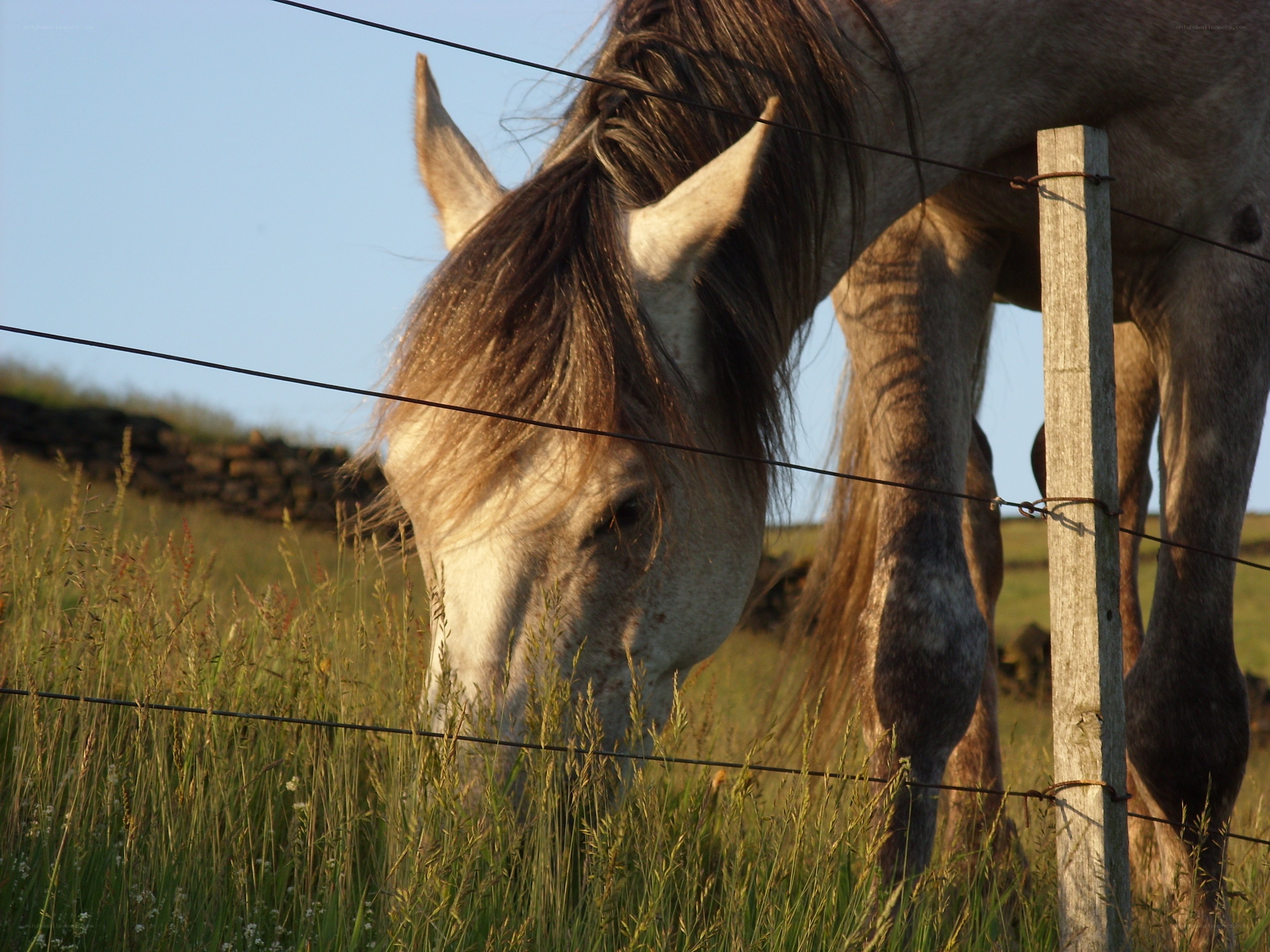horse grazing in a field