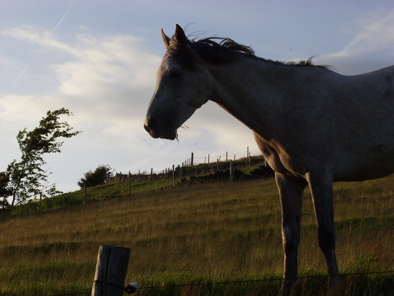 horse grazing in a field