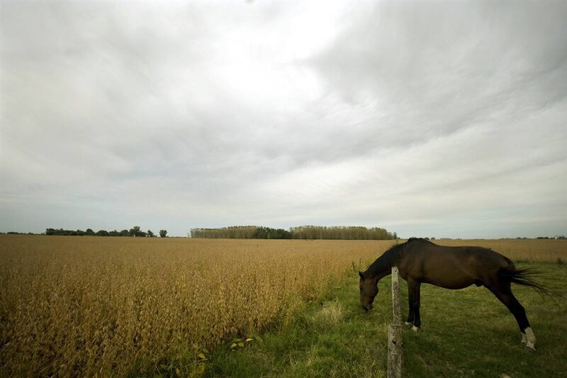 Horse grazing in a field