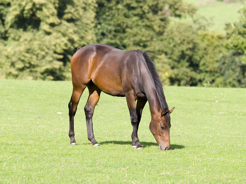 horse grazing in a field