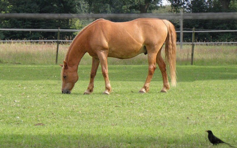 horse grazing in a field