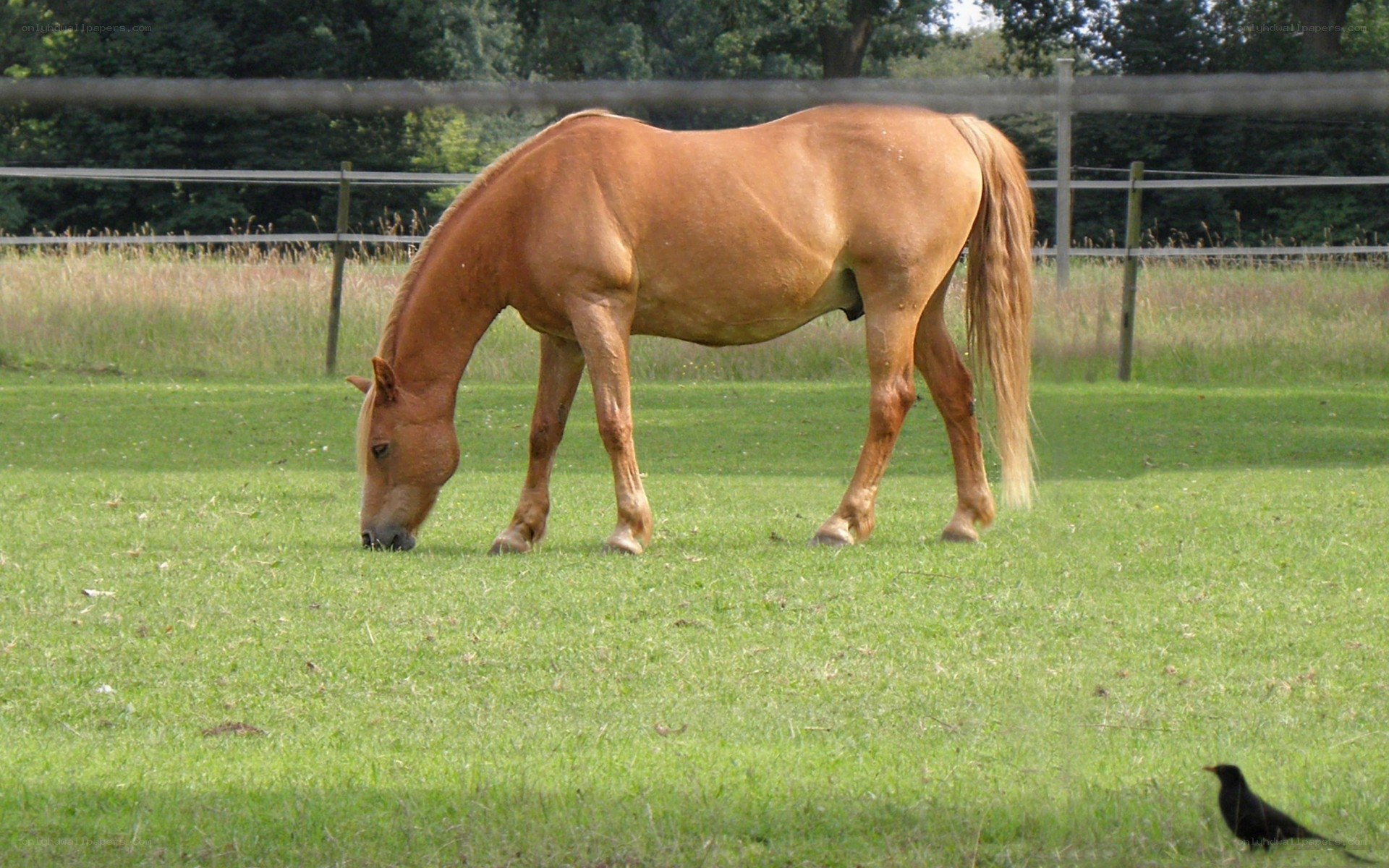 horse grazing in a field