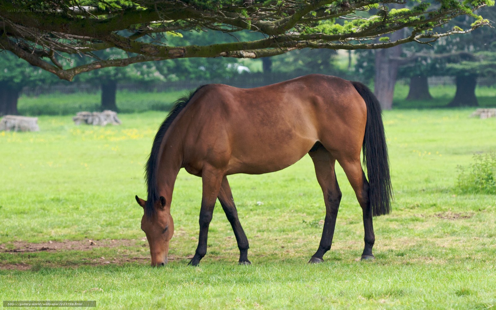 horse grazing in a field