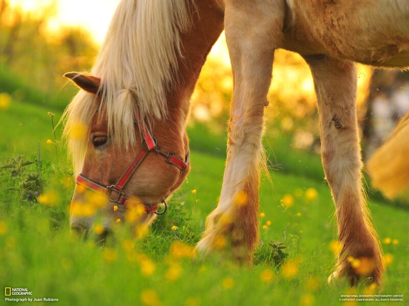 Horse grazing in a meadow