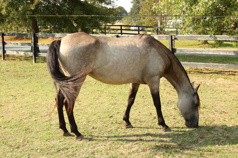 horse grazing in a pasture