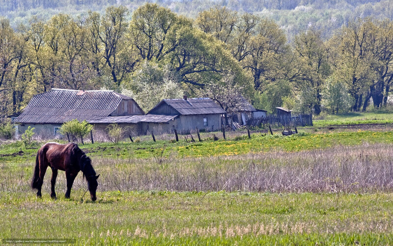 Horse grazing in a rural field