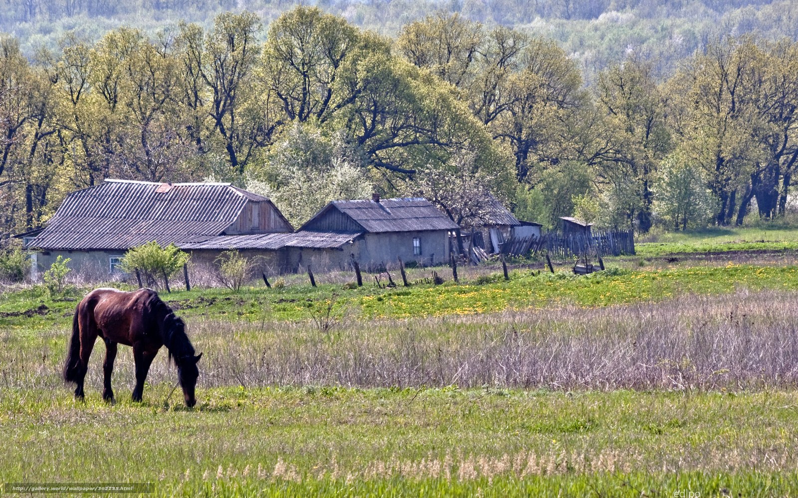 Horse grazing in a rural field
