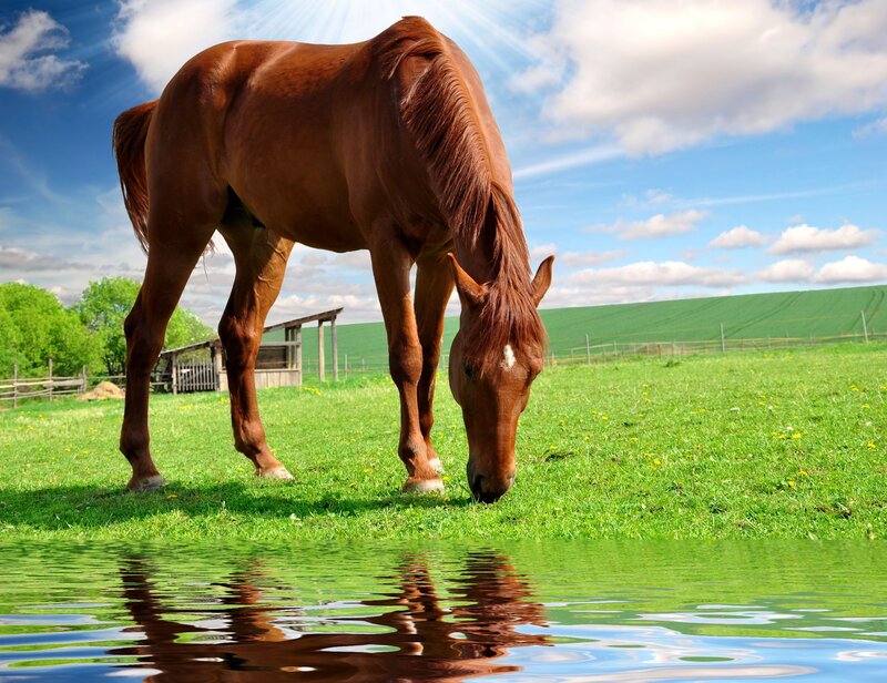 Horse grazing in a sunny field