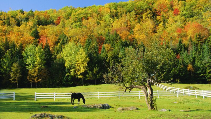Horse grazing in autumn field