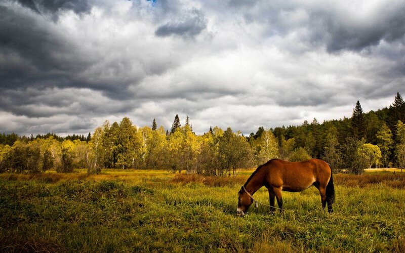 Horse grazing in autumn field