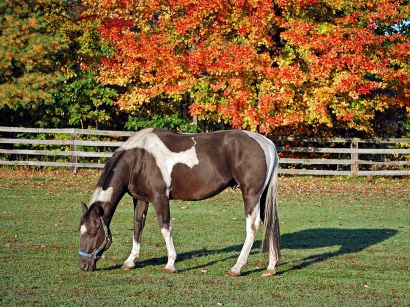 horse grazing in autumn field
