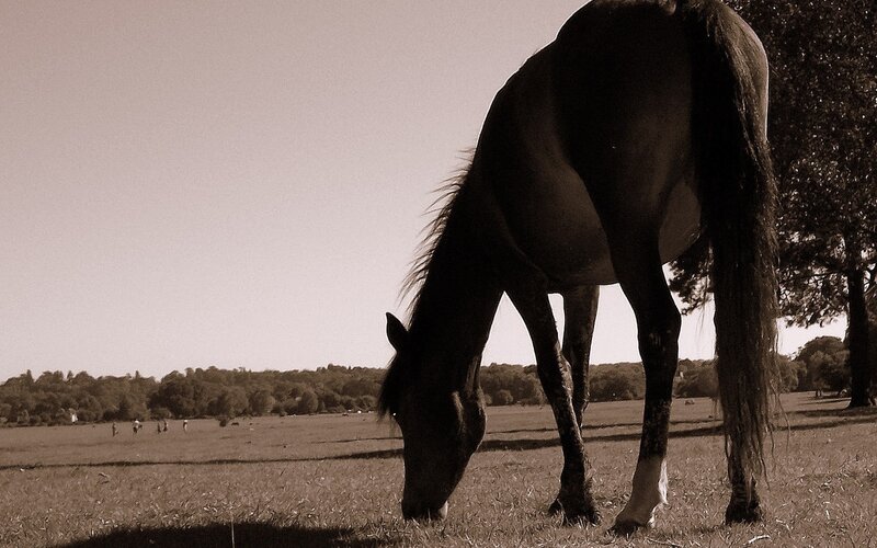 Horse Grazing in Field — Brown, Serene