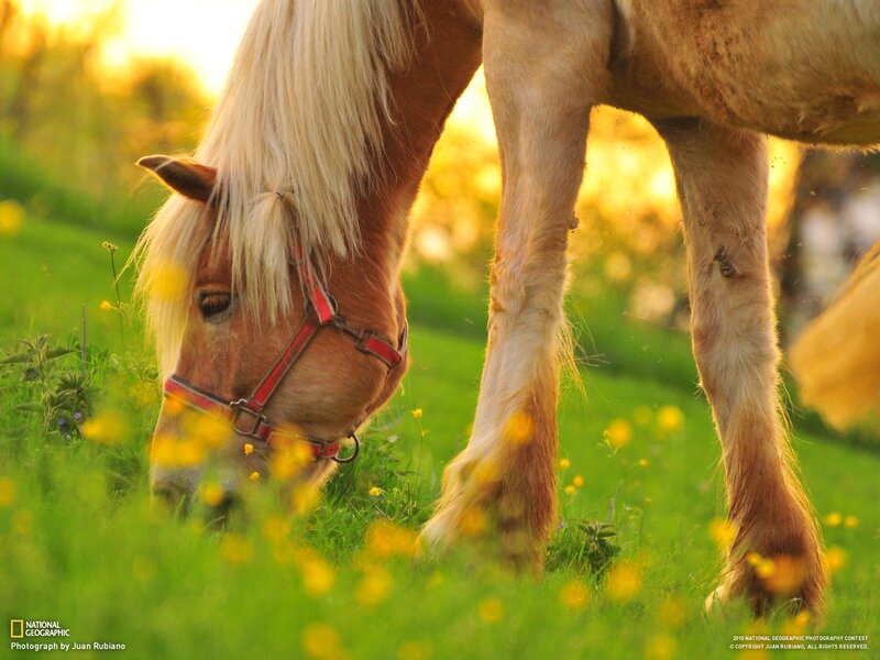 Horse Grazing in Field — Green, Serene, Sunset, Photograph