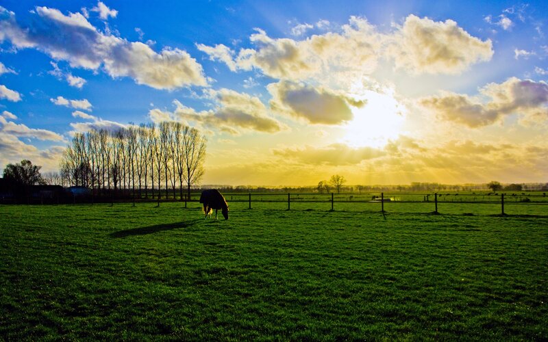 Horse Grazing in Field — Green