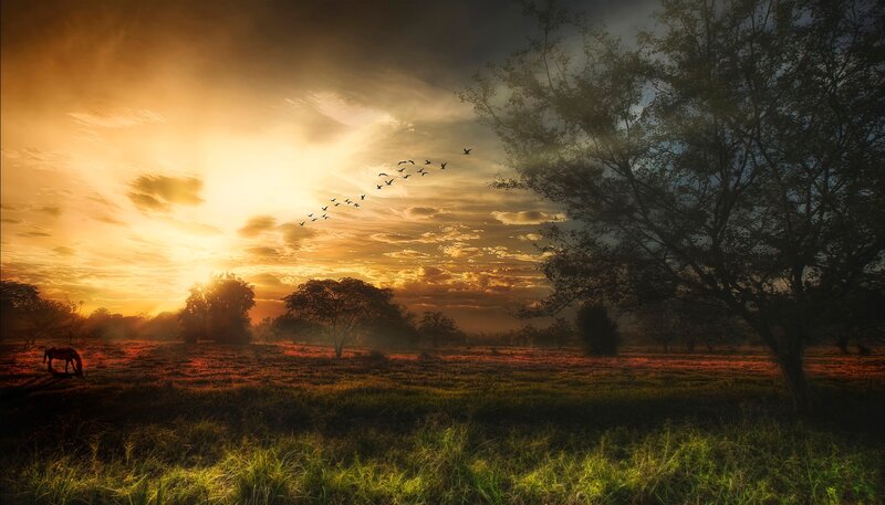 Horse Grazing in Field — Orange, Dramatic