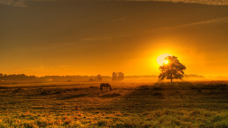 Horse Grazing in Field — Orange, Serene, Sunset, Photograph