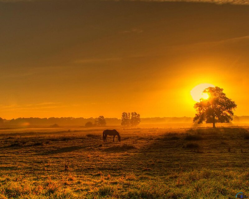 Horse Grazing in Field — Orange, Serene, Sunset