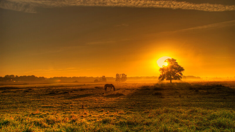 Horse Grazing in Field — Orange, Serene