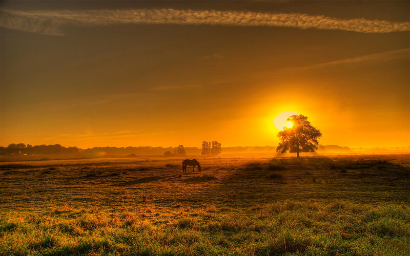 Horse Grazing in Field — Orange