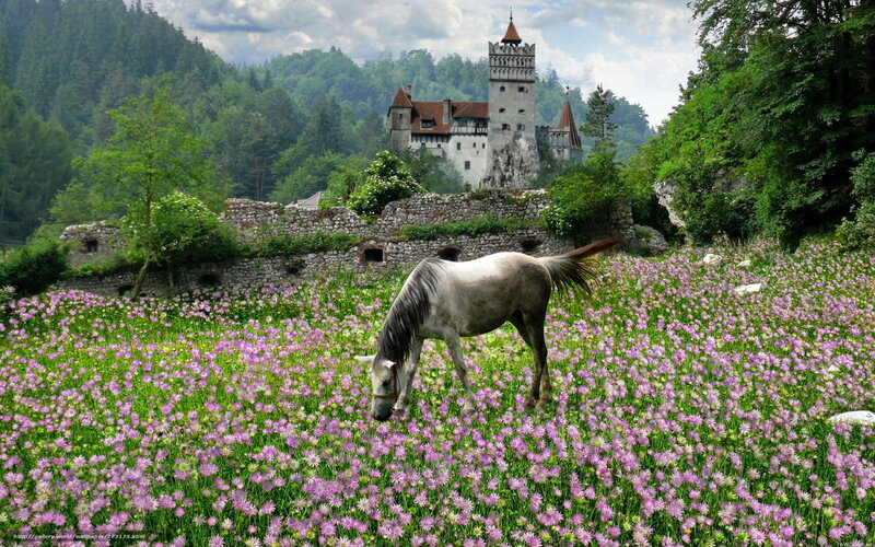 Horse grazing in flower field