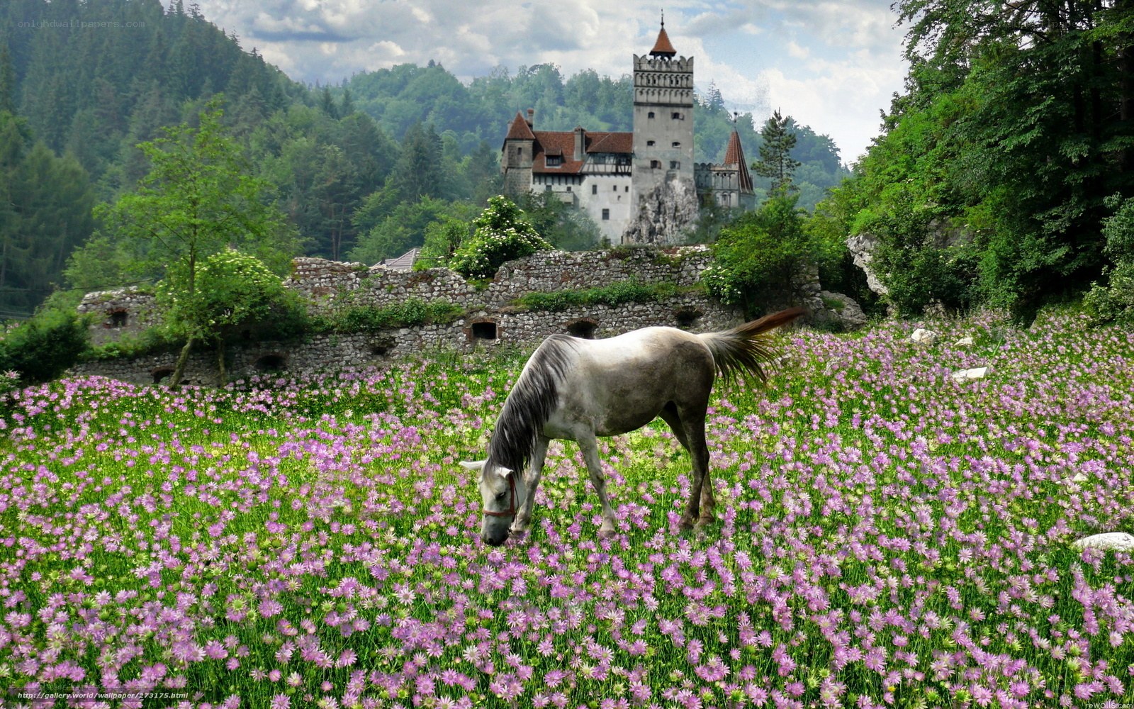 Horse grazing in flower field