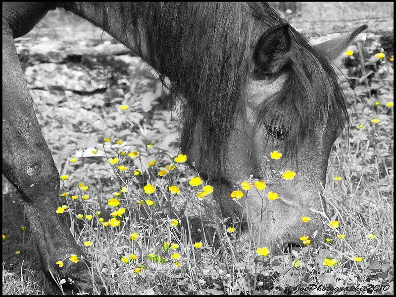 Horse Grazing in Flowers