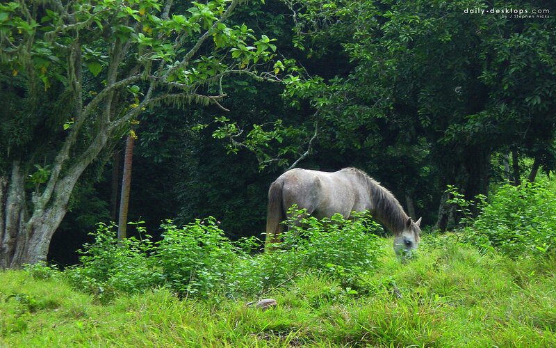 horse grazing in forest