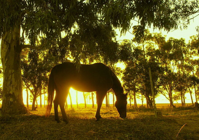 Horse Grazing in Forest — Yellow