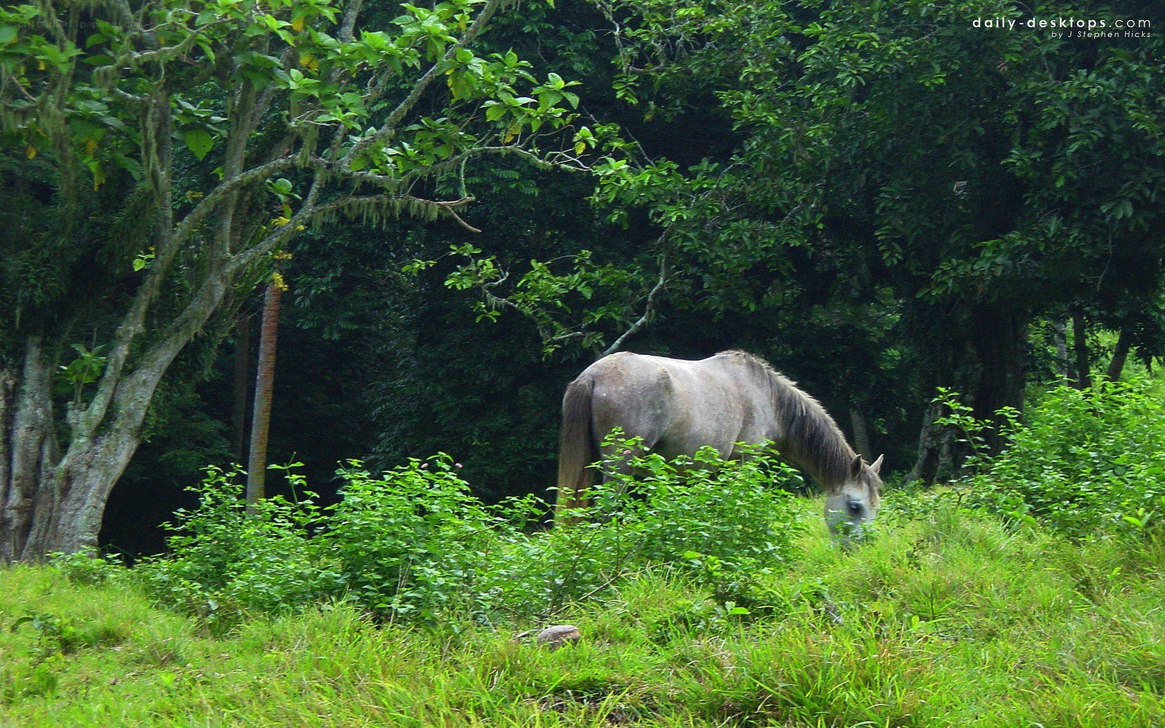 horse grazing in forest
