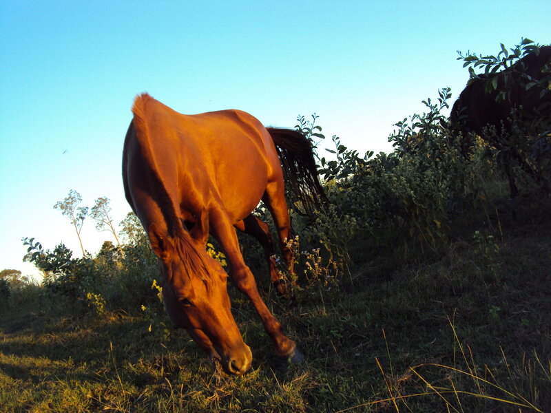 Horse grazing in golden light