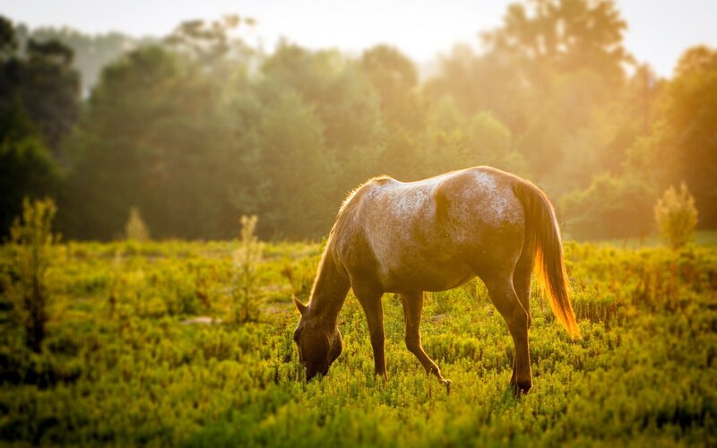 horse grazing in golden light
