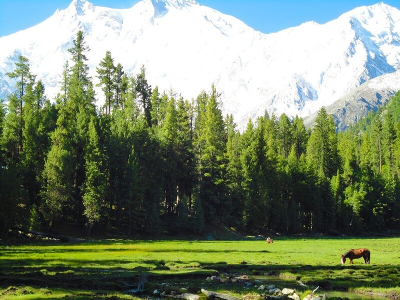 Horse Grazing in Meadow — Green